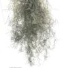 Old Man's Beard/Spanish Moss