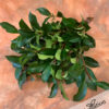 Photinia Green