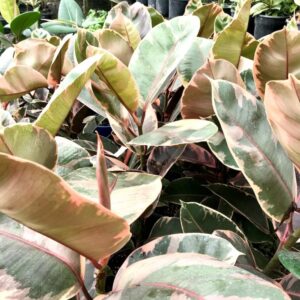 Pot Plant - Rubber Plant - Pink and Green