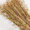 Whiskey Grass - Native Grass