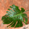 Monstera Leaf large