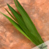 Gymea Leaf – Doryanthes Excelsor