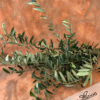 Olive – Olea Europa