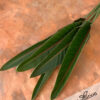 Strelitzia Leaves