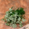 Yarrow Achillea