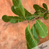 Banksia Robur Stem