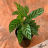 Calathea Pot Plants