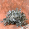 Silver Mist (Dusty Miller)