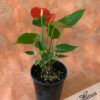 Anthurium Pot